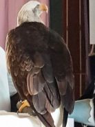 SS Lazio 3 bis SS Lazio 3 bis